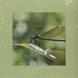 Dragonfly Yours Truly, CC