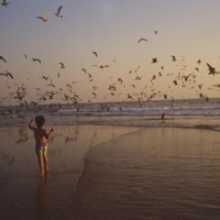 Vida Pro Bono - Single - Grilocks