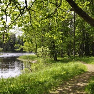 Late Spring in the Forest - EP