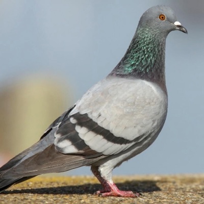 Papafiscalrd - Gustico