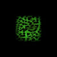 Legs (feat. Ricky Chix, Phreshboyswag & Laker) - Single - Marlon DuBois