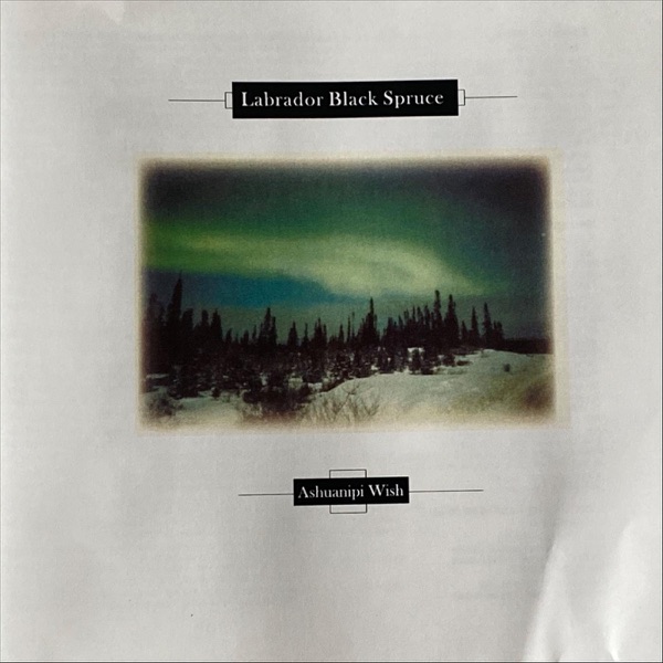Labrador Black Spruce - Spring In The Cove