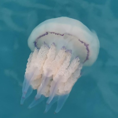 Jellyfish Season - EP