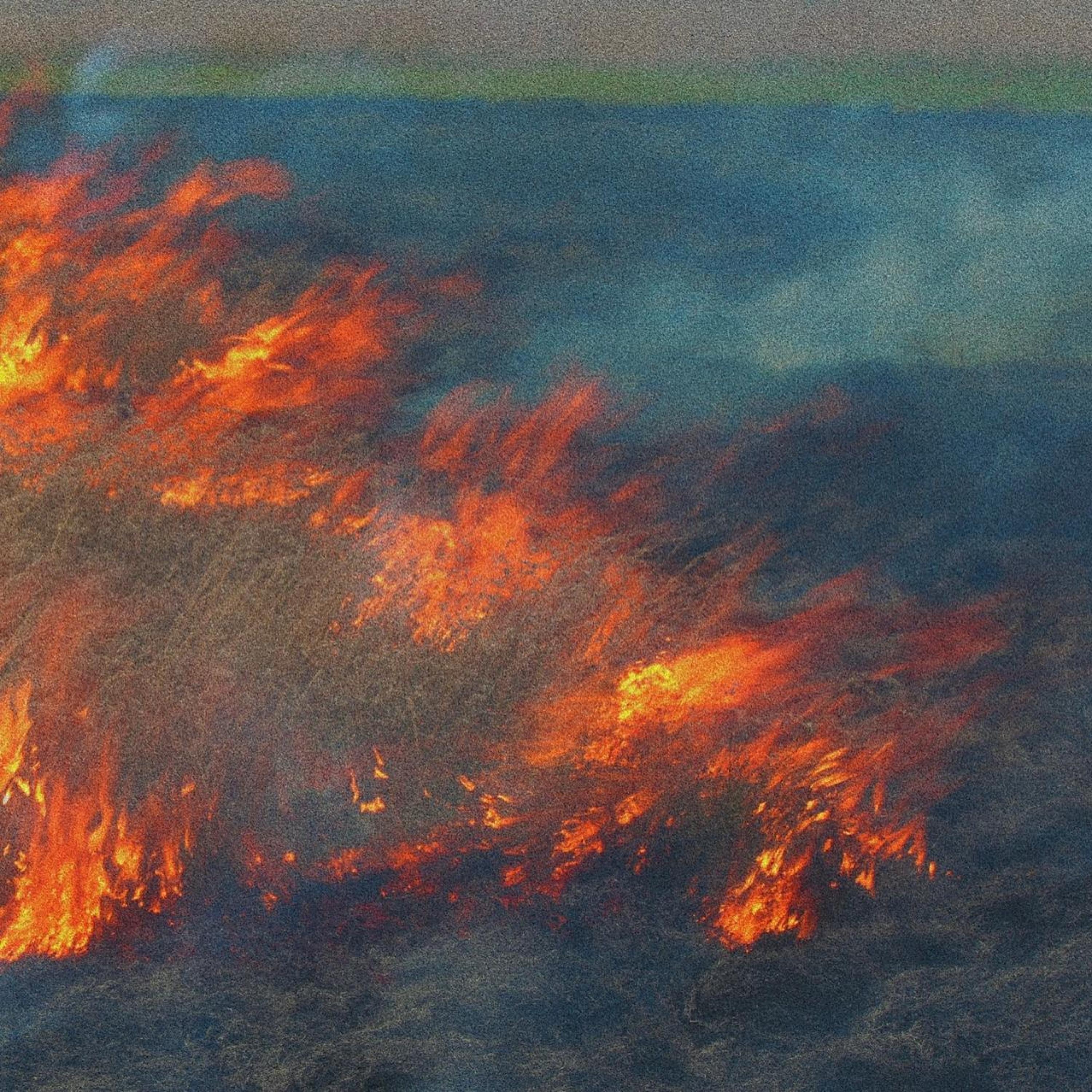 Forest Fire - Single