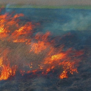 Forest Fire - Single