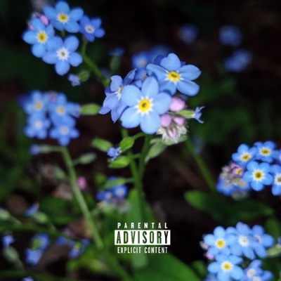 Forget Me Not
