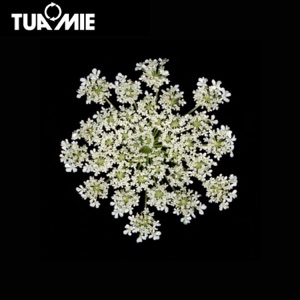 Ice & Tea - Single
