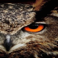 O Meu Blindado Vai Passar - Single - OREIA SP