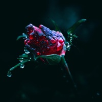 What I've Had To Do - Single - Brezie Beats