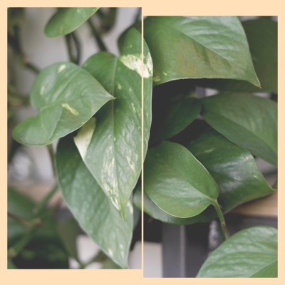2Yourgarden - Single