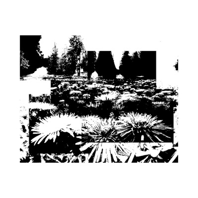 DandelionS - Single