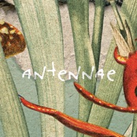 Antennae - Single - Mr. Santé