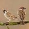 Sparrows - Catfish Ravioli lyrics