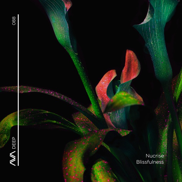 Blissfulness - Single