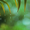RainyMood (Peaceful Piano & Soft Rain Version) - An Nhiên Media