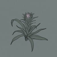 Bromelia - Single - Frogman & Donkeychote
