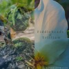 Fiddleheads & Trillium - Single