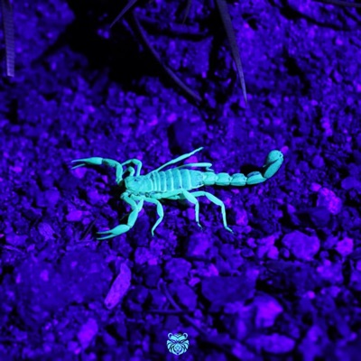 Scorpion (feat. Cheftheproducer) - Single