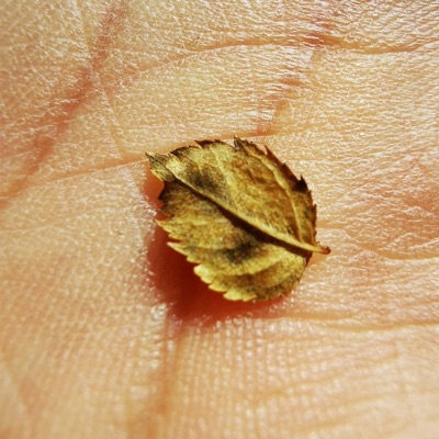 Padashti lista (Maxi Single) - EP