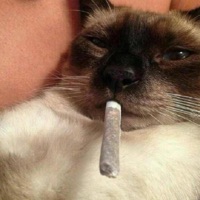 brain is my only rival - Single - Dxrian