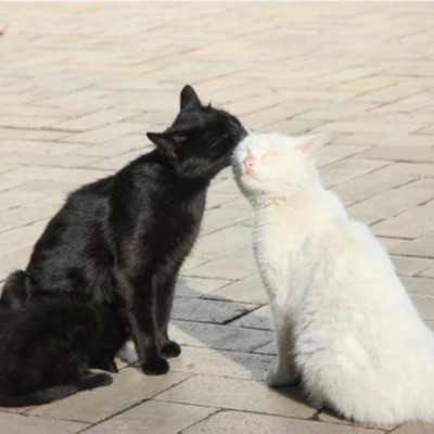 Not Like You - Single