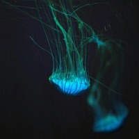 Cupid's Luvsong (feat. FIXCOOP) - Single - D.Higgs