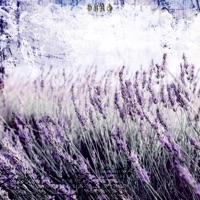 Lavender - Single - Pyro