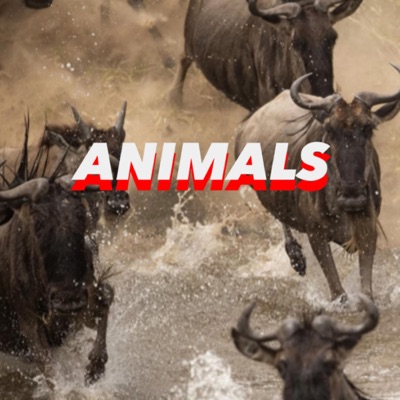 ANIMALS (feat. Mün) - Single