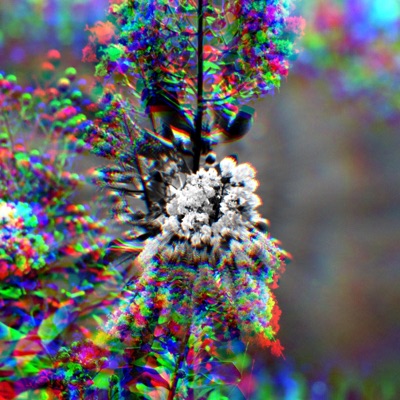 Ally or Friend - Single