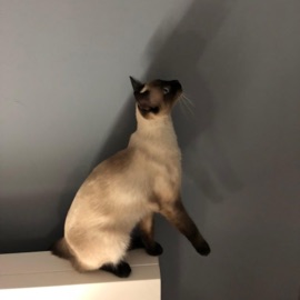 Can't Keep Up (000000) (feat. Silvverbell) trickr00m