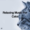 Relaxing Music for Cats