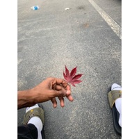 Switch (feat. SSK) - Single - 6ixxOfficial