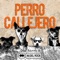 Perro Callejero - Don Rorro y Avenida del Rock lyrics
