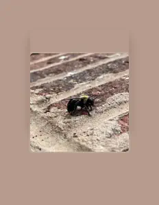 聆聽 Veen University、觀看音樂影片、閱讀小傳、查看巡演日期等！