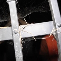 Grimey Ways (feat. C0LDGAME) - Single - Holli Hussle