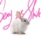White Rabbit - Sexy As Shit lyrics