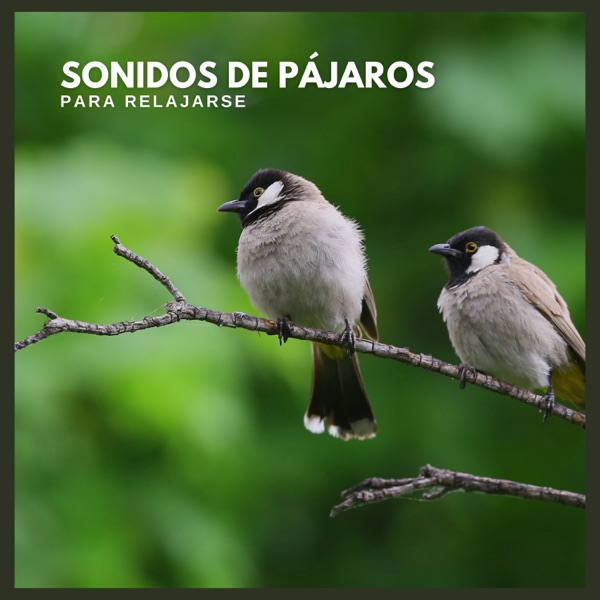 Sonidos de Pájaros para Relajarse