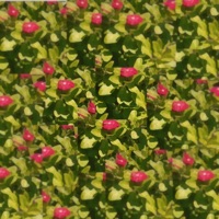 Fresh - Single - Pineapple Dave