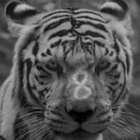 RARE BREED (feat. JUPILUXE) - Single - 8corpses