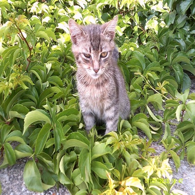 Sooviver (Bebe Kitties) - Single