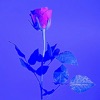 Flowers - Single