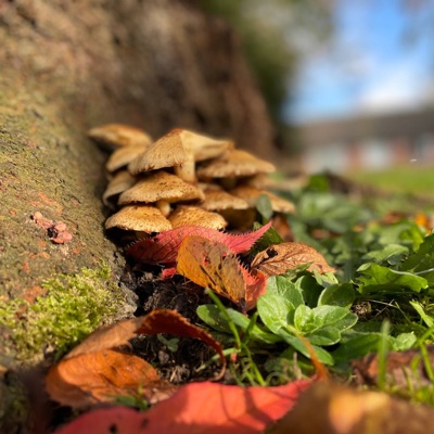 A Beautiful Mind (feat. Ian Priestman) [Demo] - Single