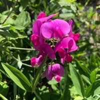 All For Your Love (Pop Instrumental) - Single - Jamie Murrell