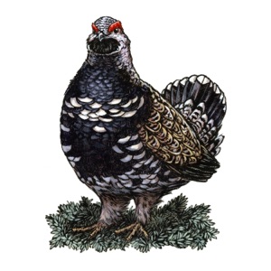 Spruce Grouse - Single