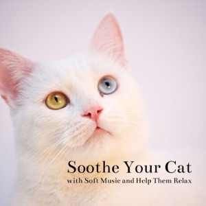 Soothe Your Cat with Soft Music and Help Them Relax