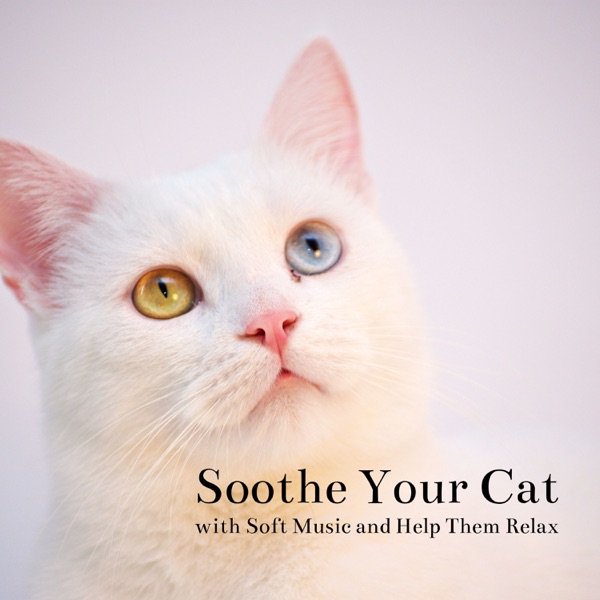Soothe Your Cat with Soft Music and Help Them Relax