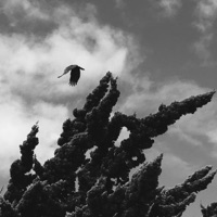 Focus - Single - K-Penn