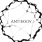 Antibody - Maya Komav lyrics
