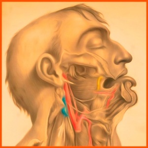 Rima Glottidis-gl(ɒ)tidis - EP