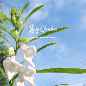 Coffee Plant